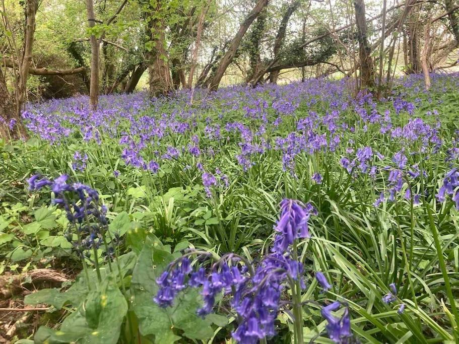 The Woodshed Warnford (Hampshire)
